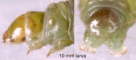 Lobesia abscisana