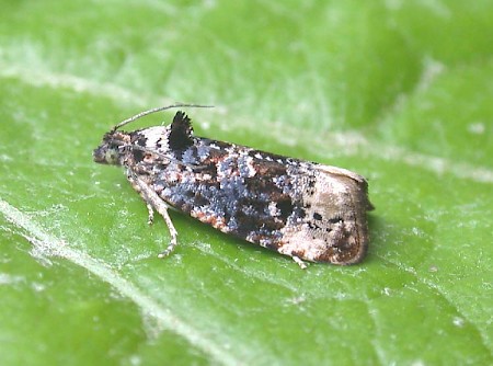 Endothenia gentianaeana