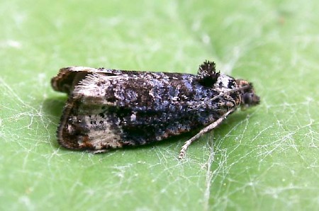 Endothenia gentianaeana