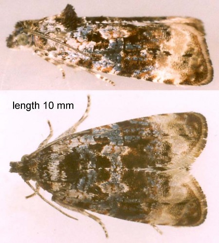 Endothenia gentianaeana