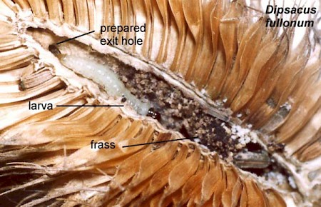 Endothenia gentianaeana