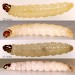 Larvae • September, in seedhead of Dipsacus fullonum • © Ian Smith