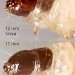 Larval heads • September, in seedhead of Dipsacus fullonum • © Ian Smith