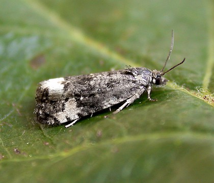 Adult • Charnwood Lodge NR, Leics. • © Andy Mackay