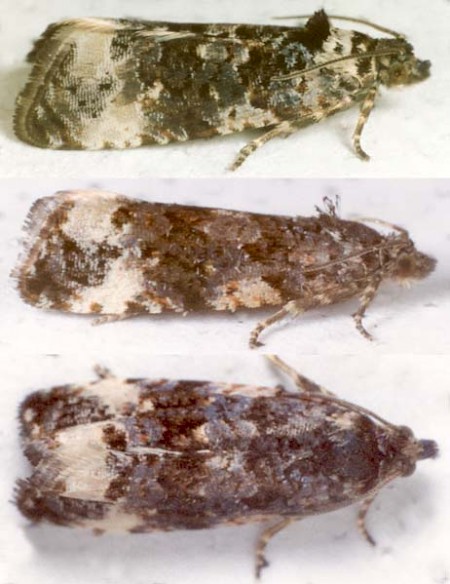 Endothenia marginana