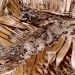Habitation • September, larva in pith of opened seedhead of Dipsacus fullonum • © Ian Smith