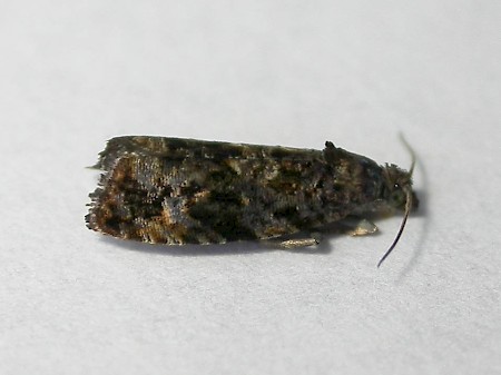 Endothenia ustulana