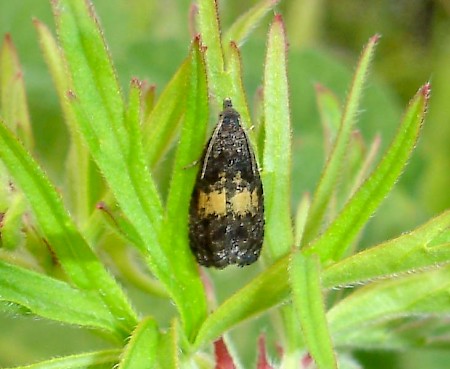 Endothenia nigricostana