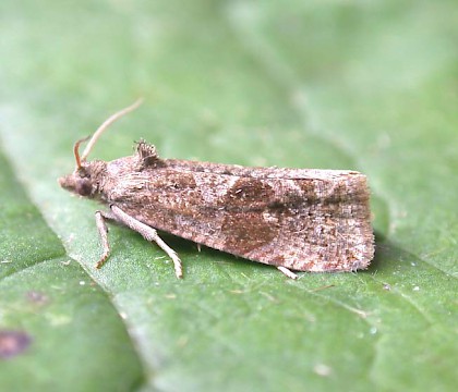 Adult • Denham, East Suffolk • © Nigel Whinney