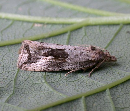 Adult • Denham, Suffolk • © Nigel Whinney