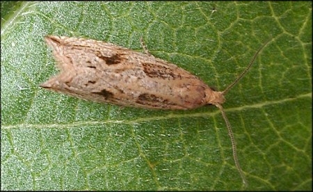 Bactra lacteana