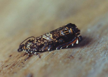 Cherry-bark Moth Enarmonia formosana