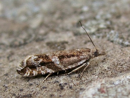 Ancylis unguicella