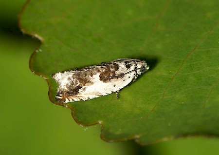 Ancylis laetana