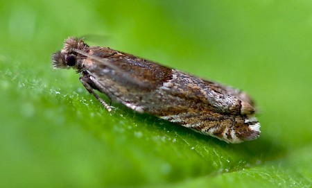 Ancylis comptana