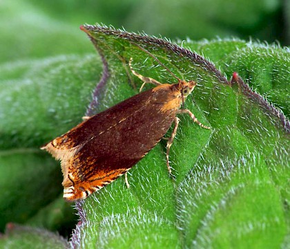 Adult • Hunthouse Wood, Worcestershire • © Patrick Clement