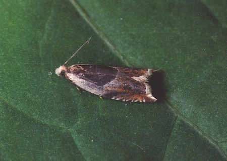 Ancylis badiana