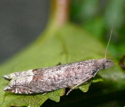 Adult • Whixall Moss, Shropshire • © David Grundy