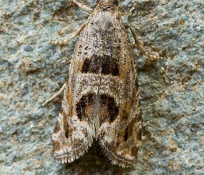 Adult • Gait Barrows NNR, N. Lancs • © Colin Barnes