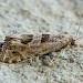 Adult • Gait Barrows NNR, N. Lancs • © Colin Barnes