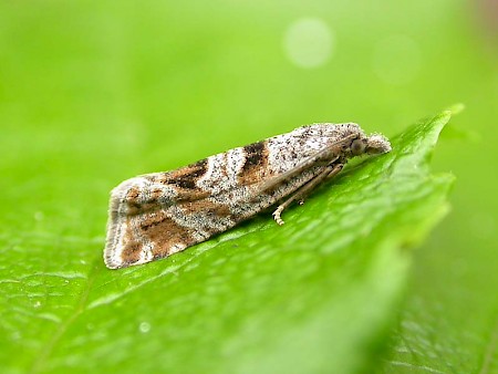 Eriopsela quadrana
