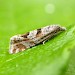 Adult • Gait Barrows NNR, N. Lancs • © George Tordoff