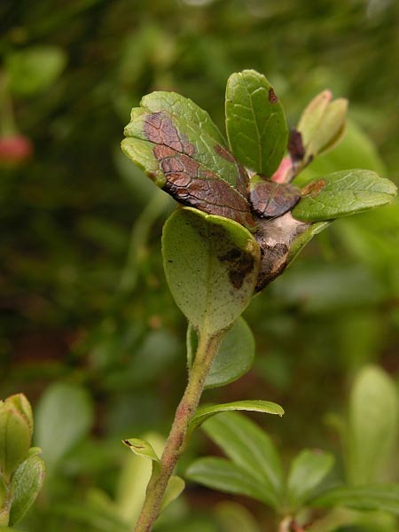 Rhopobota ustomaculana