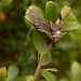 Larval habitation • Ravens Rock Forest Gorge VC107, Sutherland • © Duncan Williams