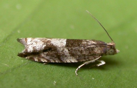 Holly Tortrix Rhopobota naevana