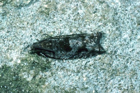 Holly Tortrix Rhopobota naevana