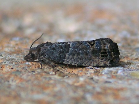 Bud Moth Spilonota ocellana