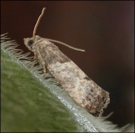 Bud Moth Spilonota ocellana