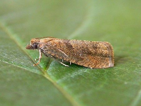 Epinotia sordidana