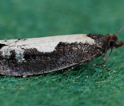 Adult • Kilnsea, E. Yorkshire • © Pete Crowther