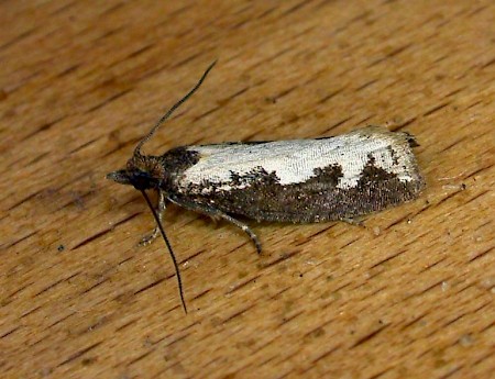 Epinotia caprana