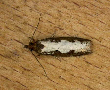 Epinotia caprana