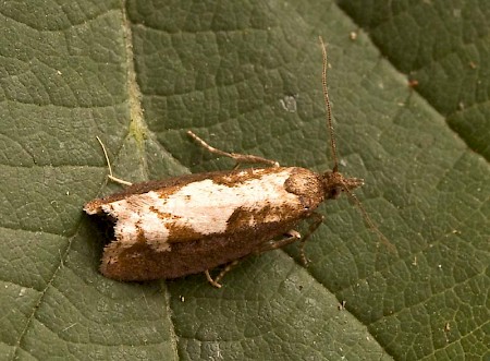 Epinotia caprana