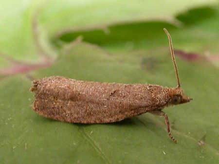 Epinotia caprana