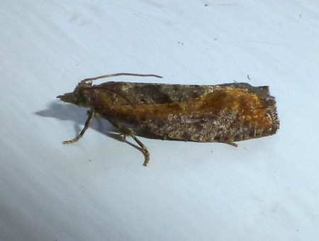 Epinotia caprana