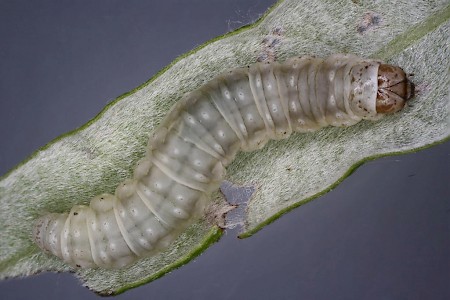 Epinotia caprana