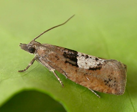 Epinotia brunnichana