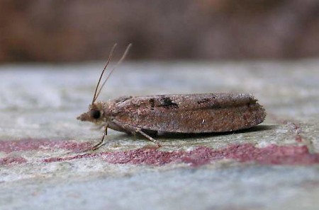 Epinotia brunnichana