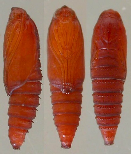 Epinotia brunnichana