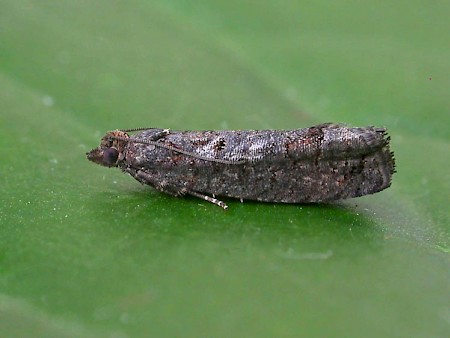 Epinotia maculana