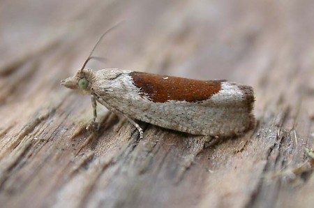 Epinotia solandriana