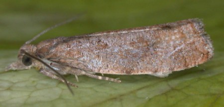 Epinotia solandriana