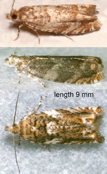 Epinotia abbreviana Adults | UKmoths