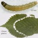 Larva • Late instar from leaf spinning near (lower image) signs of earlier feeding on Ulmus glabra. May. Cheshire. Imago reared. • © Ian Smith