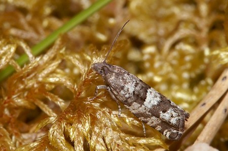 Epinotia nemorivaga