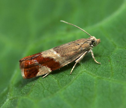 Adult • Queens Wood, Herefordshire, reared from larva • © Patrick Clement